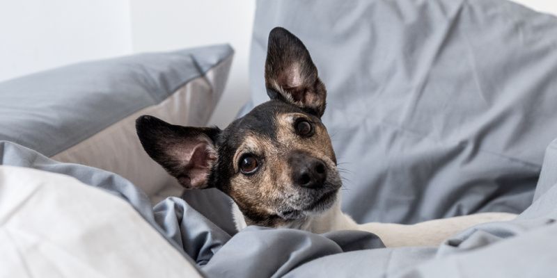 Is het verstandig om te slapen met je hond in bed?